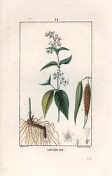 Asclepiade oder Herbe à la wadding oder Herbe aux parruches - Gravur von Lambert fils, nach einer Zeichnung von Pierre Jean Francois Turpin (1775-1840), aus „La flore medicale, de Chaumeton, Poiret et Chamberet“, Paris 1830 - Schwalbenwurz, Vincetoxicum hi