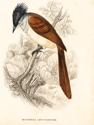 Asiatischer Paradiesfliegenschnäpper, Terpsiphone paradisi leucogaster. Handkolorierter Stahlstich aus Georg Friedrich Treitschkes Naturhistorischer Bildersaal des Thierreiches, Leipzig.