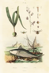 Atlantischer Blauflossenthun und Belitia-Orchidee