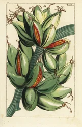 Bananenfrucht wächst aufrecht am Ast, Musa sapientum