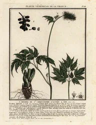 Christophskraut, Actaea spicata