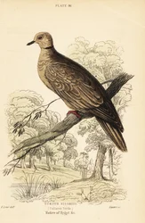 Türkentaube, Streptopelia risoria. 1889 (Gravur)