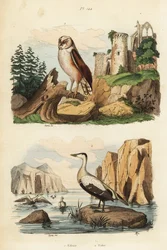 Schleiereule, Tyto alba, und Eiderente, Somateria mollissima