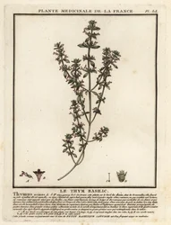 Basilikum-Thymian, Clinopodium acinos
