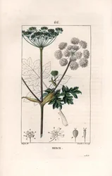 Berce ou charavie - Gravur von Lambert fils, nach einer Zeichnung von Pierre Jean Francois Turpin (1775-1840), aus „La flore medicale, de Chaumeton, Poiret et Chamberet“, Paris 1830 - Wiesen-Bärenklau, Heracleum sphondylium
