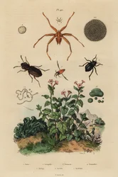 Großäugiger Käfer, Notiophilus biguttatus, Rückenschwimmer, Nononecta-Arten, Nummulitenfossil, Schwarzkäfer, Nyctelia-Arten, Fledermausfliege, Nycteribia-Arten