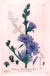 Bittere Chicorée (Cichorium intybus) Botanische Tafel aus „British Phaenogamous Botany“ von William Baxter und Charles Mathews 1841