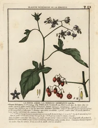 Bittersüßer Nachtschatten, Solanum dulcamara