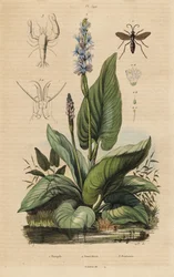 Schwarzgebänderte Spinnenwespe, Anoplius viaticus 1, Hechtkraut, Pontederia cordata 2 und Wächtergarnele, Anchistus custos 3
