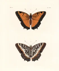 Schwarzrand-Charaxes, Charaxes pollux, Oberseite 1, Unterseite 2. Handkolorierte Lithographie aus John O. Westwood