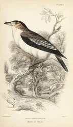 Schwarzgekrönter Tityra, Tityra inquisitor (Rufous-eared Black-Cap, Psaris erythrogenys). Handkolorierter Stahlstich von William Lizars nach einer Illustration von William Swainson aus Sir William Jardine