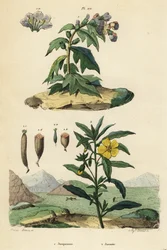 Schwarzes Bilsenkraut, Hyoscyamus niger 1, und peruanische Primel-Weide, Ludwigia peruviana 2
