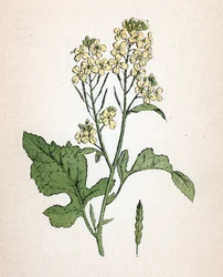 Schwarzer Senf (seneve noir) (Brassica nigra) Botanische Tafel aus „Atlas colorie des plantes medicinales“ von Paul Hariot