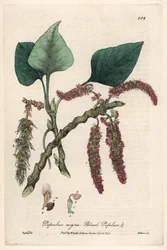 Schwarz- oder Saarpappel, Liard oder Piboule (Populus nigra) - botanische Tafel von Isaac Russell, gestochen von Charles Matthews, aus „English Botanical Phenomenes“ von William Baxter (1788-1871)