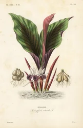 Schwarzhorn, Kaempferia rotunda