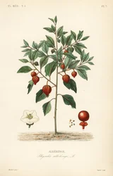 Blasenkirsche oder Chinesische Laterne, Physalis alkekengi