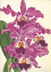 Botanische Tafel/Cattleya labiata var. Perfecta/Lindenia