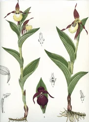 Botanische Tafel/Cypripedium calceolus/Venus-Schuh