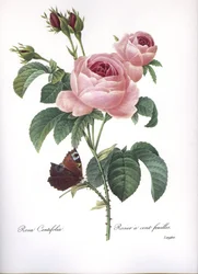 Botanische Tafel/Rosa centifolia/Rosa mit hundert Blättern/Redouté