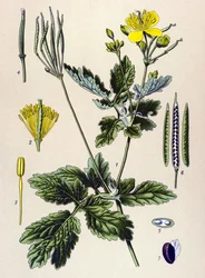 Botanische Tafel, giftige und medizinische Pflanze: Schöllkraut (Chelidonium majus)