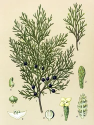 Botanische Tafel. Giftige und Heilpflanze: Sadebaum (Juniperus sabina)