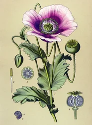 Botanische Tafel. Giftige und medizinische Pflanze: Schlafmohn (Papaver somniferum)
