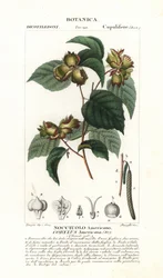 Botanische Tafel: Haselnuss und Haselnuss - Amerikanische Haselnuss, Corylus americana, heimisch in Nordamerika. Handkolorierte Kupferstichpunktgravur aus Jussieus „Dictionary of Natural Science“, 1837. Graviert von Stanghi, gezeichnet von Pierre Jean-Fran