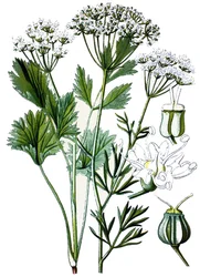 Botanische Tafel, Heilpflanze: Anis, Chromolithographie um 1870