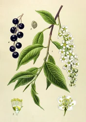 Botanische Tafel, Pflanze: Traubenkirsche (Prunus padus)
