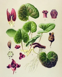 Botanische Tafel, giftige und medizinische Pflanze: Haselwurz (Asarum europaeum)