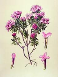 Botanische Tafel, giftige Pflanze: Seidelbast (Daphne cneorum)