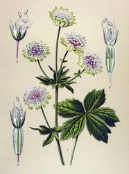 Botanische Tafel, giftige und medizinische Pflanze: Große Sterndolde (Astrantia major)