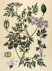 Botanische Tafel, giftige Pflanze: Hundspetersilie (Aethusa cynapium)
