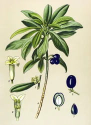 Botanische Tafel, giftige Pflanze: Lorbeer (Daphne Laureola)