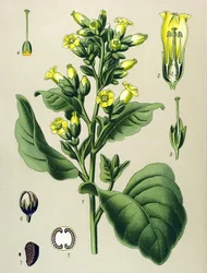 Botanische Tafel, Giftpflanze (toxisch): Weißer Mapacho-Tabak (Nicotiana rustica) (Nicotiana tabacum)