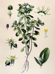 Botanische Tafel, giftige Pflanze: Wolfsmilch (Euphorbia esula oder Euphorbia acre)