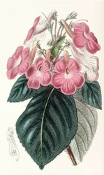 Botanische Illustration Achimenes grandiflora