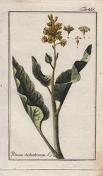 Rhabarberblätter (Rheum rhabarbarum). Handkolorierte Kupferstichgravur aus einer Zeichnung von B. Thanner aus Johannes Zorns „Icons plantarum medicinalium“, Deutschland