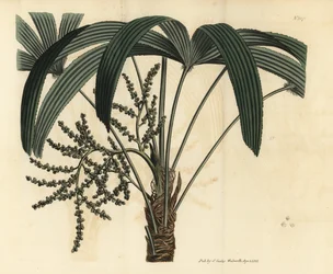 Große Steckenpalme, Rhapis excelsa (männliche Zwerg-Rattanpalme, Rhapis flabelliformis mas)