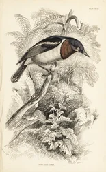 Braunkehl-Wattaugenvogel, Platysteira cyanea (Show-Tody, Platystera lobata). Handkolorierter Stahlstich von William Lizars nach einer Illustration von William Swainson aus Sir William Jardine