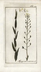 Leindotter (Camelina sativa). Lithographie aus „Afbeelding der Artseny-Gewassen“ von Johannes Zorn (1739-1799), Niederlande