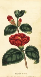 Kamelie oder Japanrose, Camellia japonica (Kupferstich)