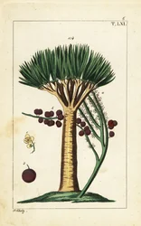 Drachenbaum der Kanarischen Inseln, Dracaena draco. Gefährdet