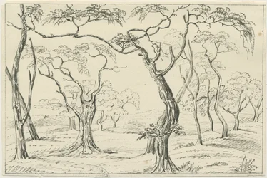 Cannock Chase (Zeichnung)