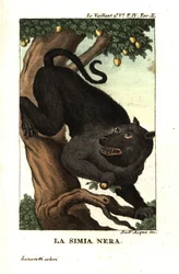 Kap-Baboon oder Chacma-Baboon, Papio ursinus. Von Francois Le Vaillant