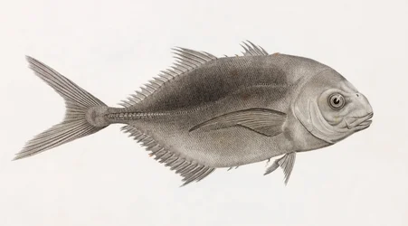 Caranx Sauteur (Nahaufnahme)