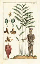 Kardamombaum, Elettaria cardamomum