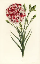 Nelkenhybride, Louis Napoleon, Dianthus caryophyllus. Handkolorierte Lithographie aus Louis van Houtte und Charles Lemaires Flore des Serres et des Jardins de l