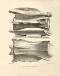 Halswirbel von Macrauchenia, einem prähistorischen Tier, das Charles Darwin während seiner Forschungsreise an Bord der Beagle fand. Die Zoologie der Reise der H.M.S. Beagle unter dem Kommando von Kapitän Fitzroy in den Jahren 1832 bis 1836
