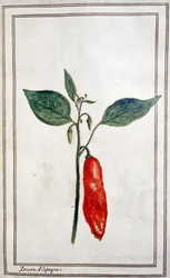 Chili, spanischer Pfeffer, ca. 1780-1800